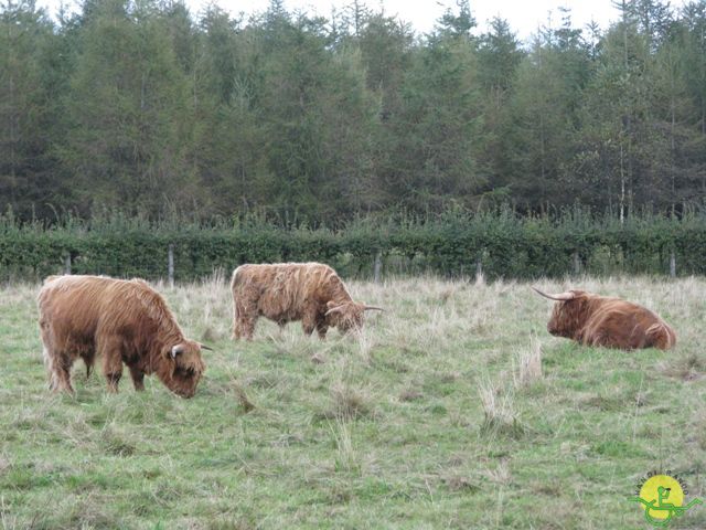 randonnée sportive avec joëlettes, Ovifat, 2012